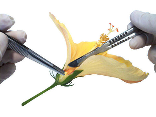 Conjunto reino plantae - SCN-B004 - Imagem 2