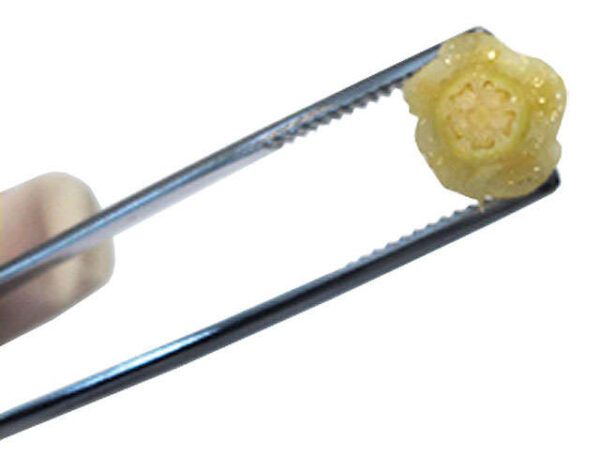 Conjunto reino plantae - SCN-B004 - Imagem 4