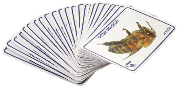 Conjunto de figuras de animais invertebrados com as principais características - EQ335